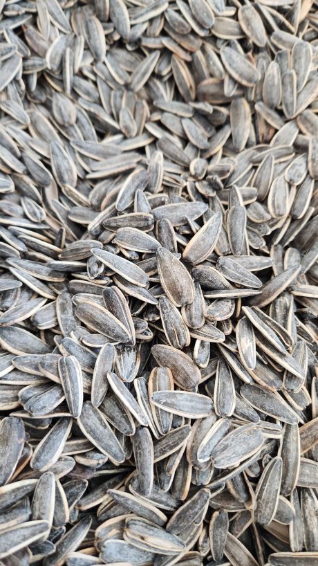 SUNFLOWER SEEDS
